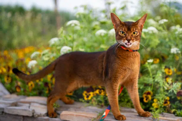 abyssinians