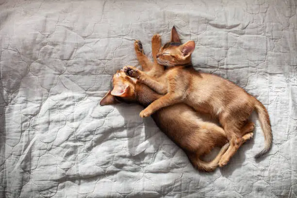abyssinians