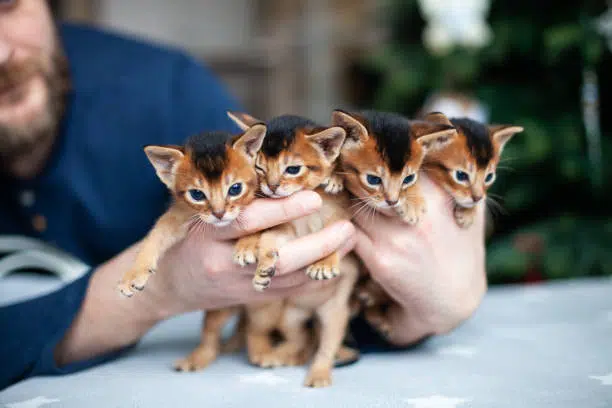 abyssinians