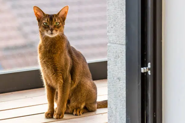 abyssinians