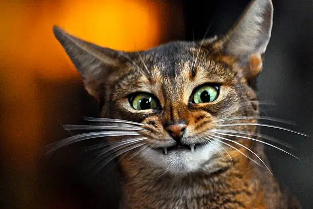 abyssinians