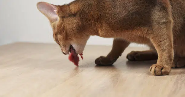 abyssinians