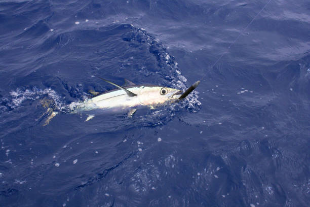 blackfin tuna2