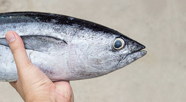 blackfin tuna3