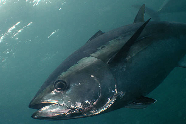 blackfin tuna5