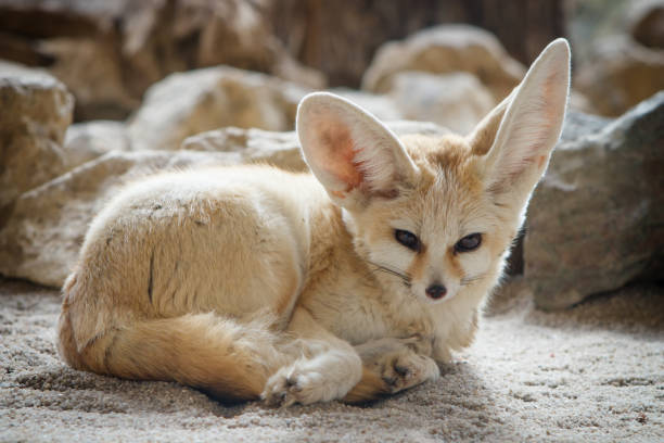 fennec fox