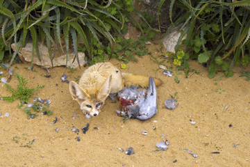 fennec fox