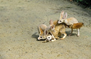 fennec fox