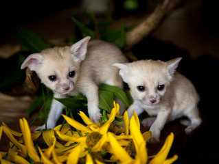 fennec fox