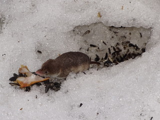 forest shrew