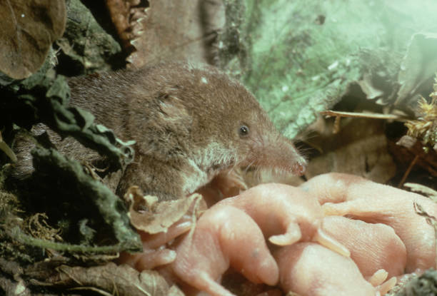 forest shrew