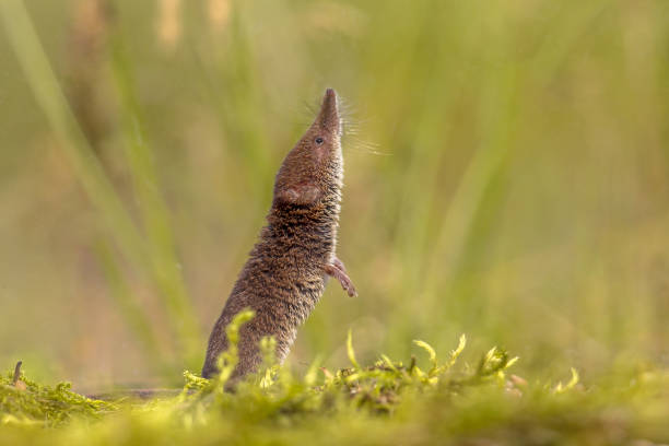 forest shrew