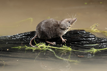 forest shrew