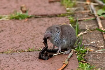 forest shrew
