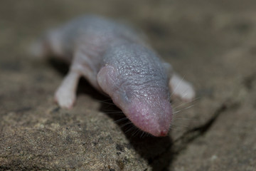 forest shrew