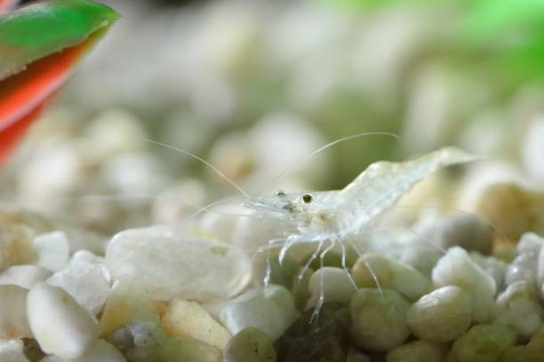 ghost shrimp