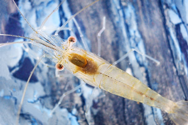exoskeletons