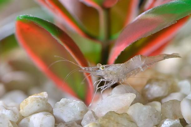 ghost shrimp
