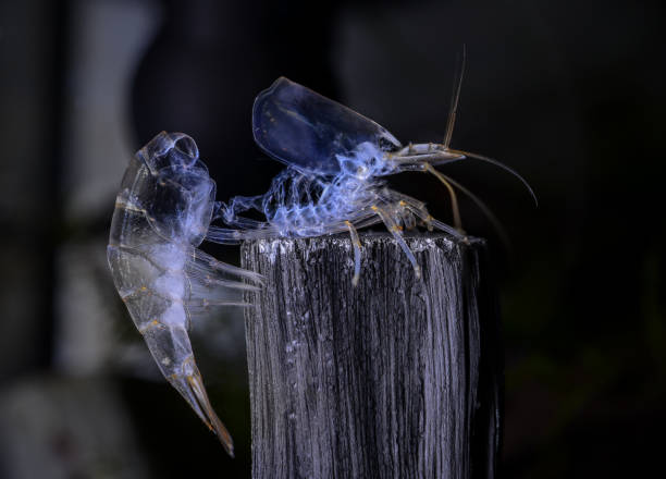 exoskeletons