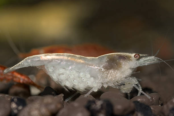 ghost shrimp