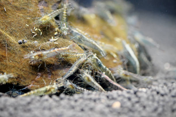 ghost shrimp