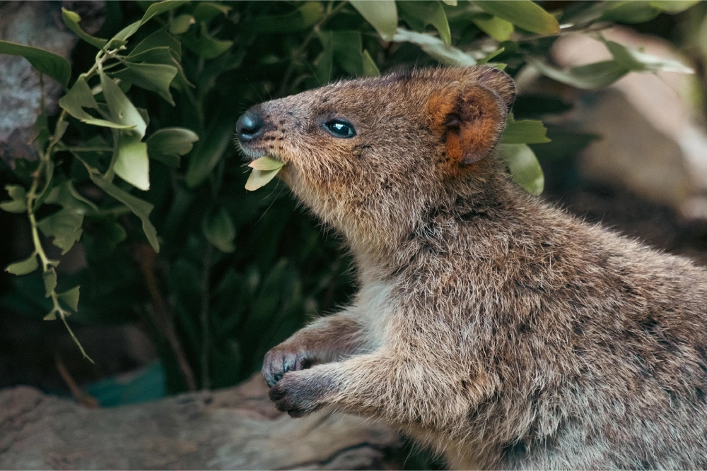 quokka