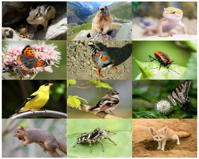 Small Animals Pictures