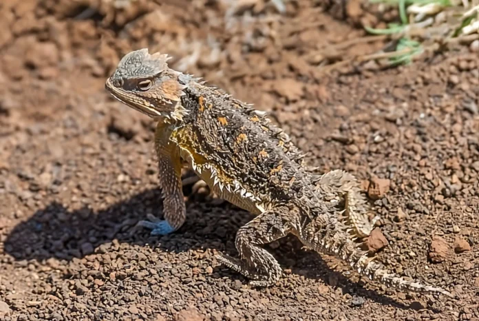 Texas Horned Lizard