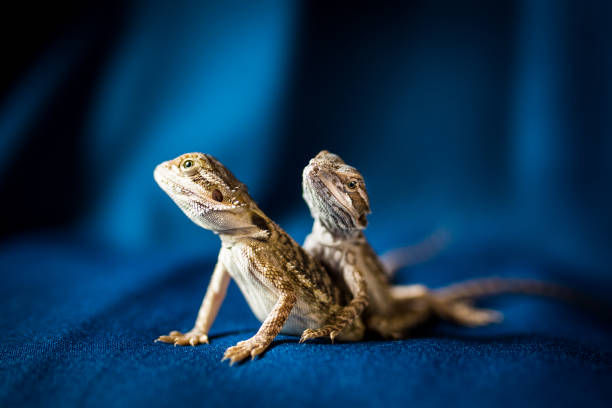 Texas horned lizard