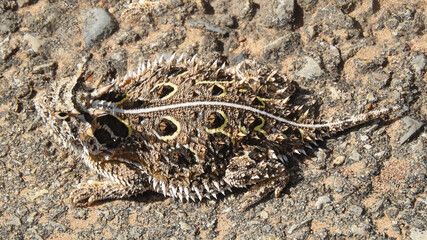 Texas horned lizard