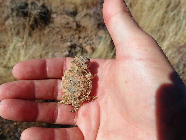 Texas horned lizard