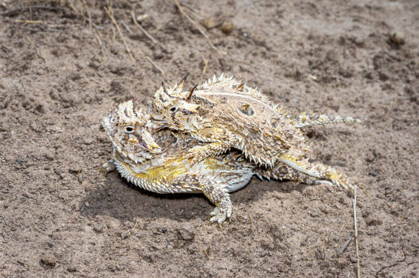 Texas horned lizard