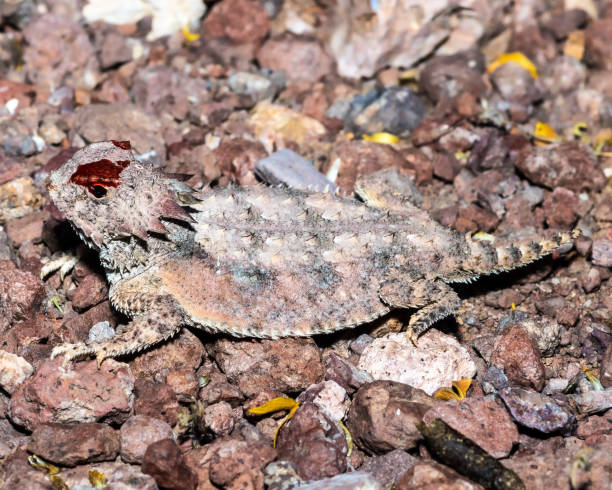 Texas horned lizard