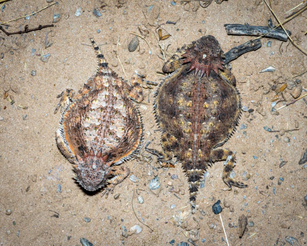 Texas horned lizard