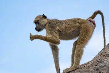 yellow baboon