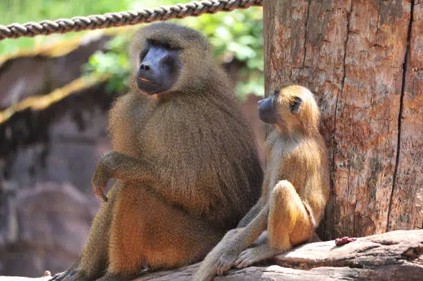 yellow baboon