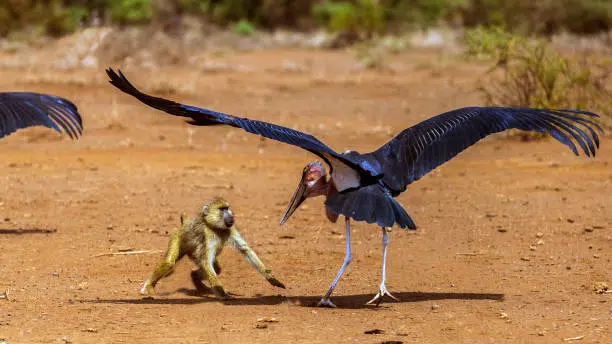 yellow baboon
