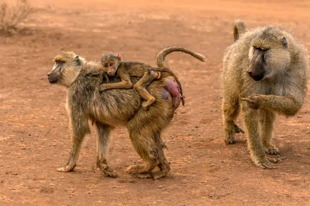 yellow baboon