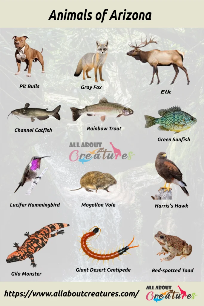Animals of Arizona