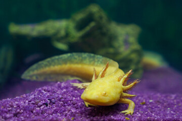 Axolotl
