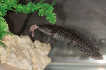 Axolotl