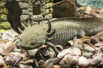 Axolotl