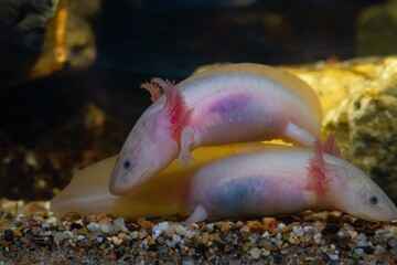 Axolotl