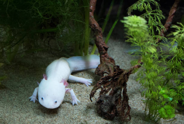 Axolotl