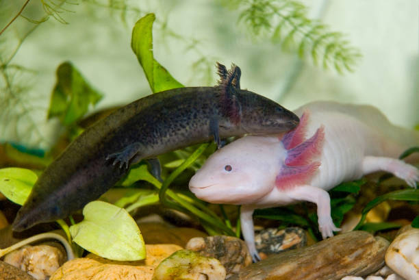 Axolotl