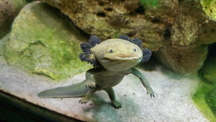 Axolotl