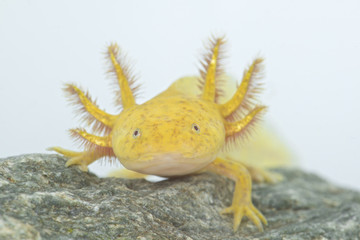 Axolotl