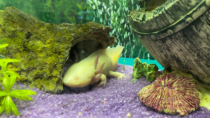 Axolotl