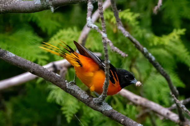 Oriole