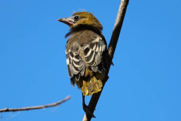 Oriole